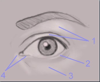 346x286 Drawing The Human Eye By Katherine Dinger