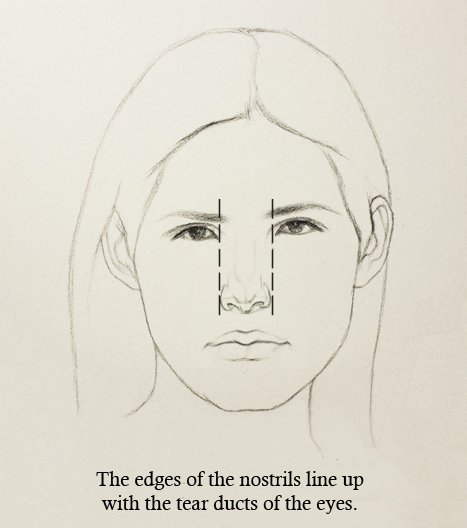 467x528 Proportions Of The Face