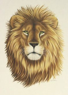 236x328 Images Of Easy Sketches Of Fierce Lions