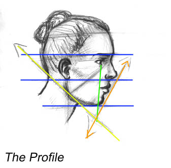 337x331 Portrait Classroom Facial Proportions