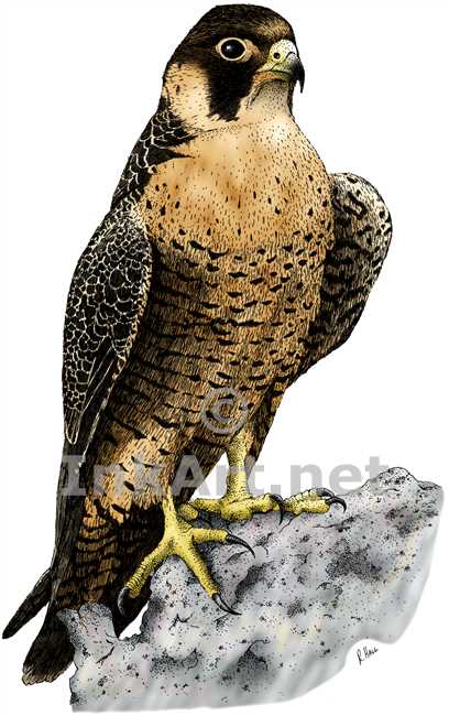 408x650 Peregrine Falcon (Falco Peregrinus) Stock Art Illustration