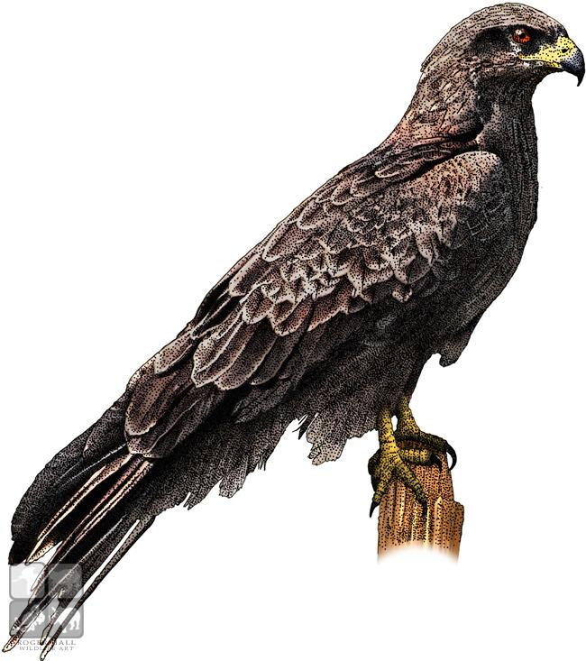 650x733 Black Falcon Stock Art Illustration