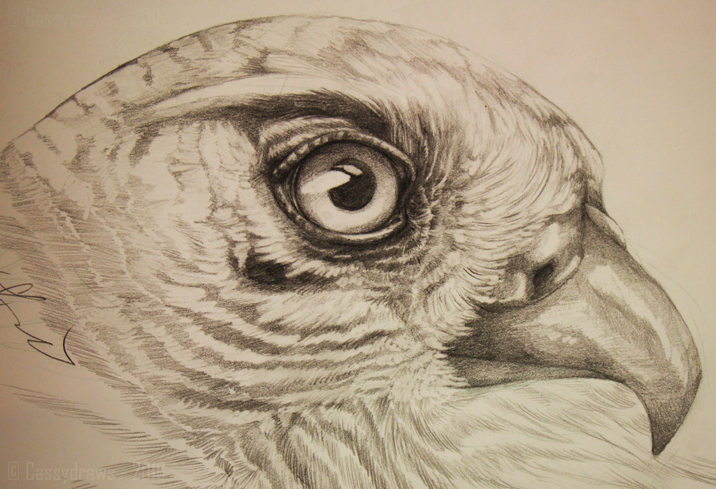1024x700 Falcon Drawing. By Cassydraws