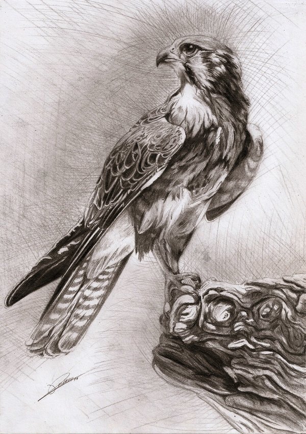 600x852 Falcon By ~ambr0 On Drawings Falcons
