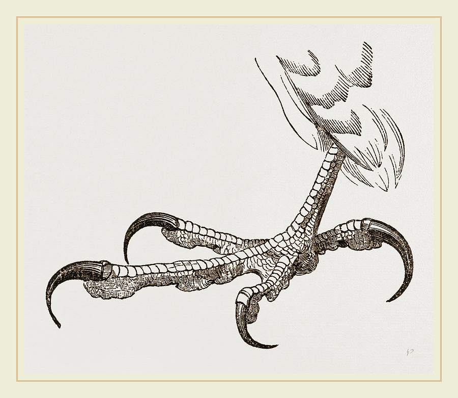 900x781 Foot Of Peregrine Falcon Drawing By Litz Collection