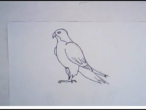 480x360 How To Draw A Falcon (Simple Drawing)