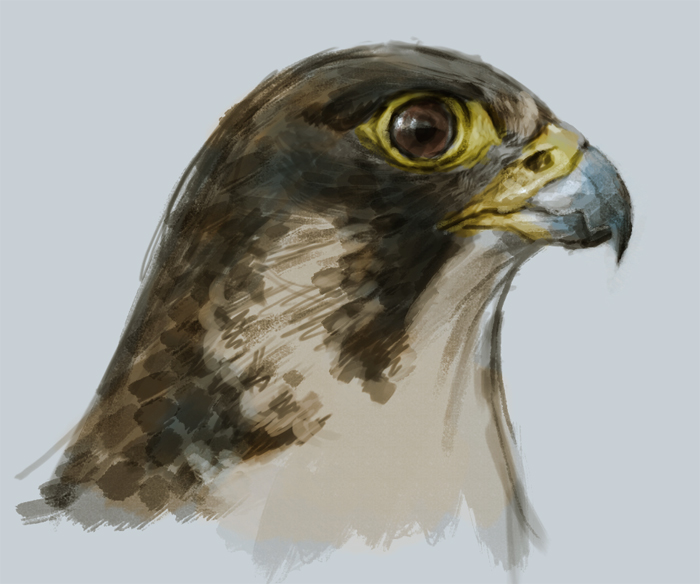 700x584 Painting Falcon Tutorial