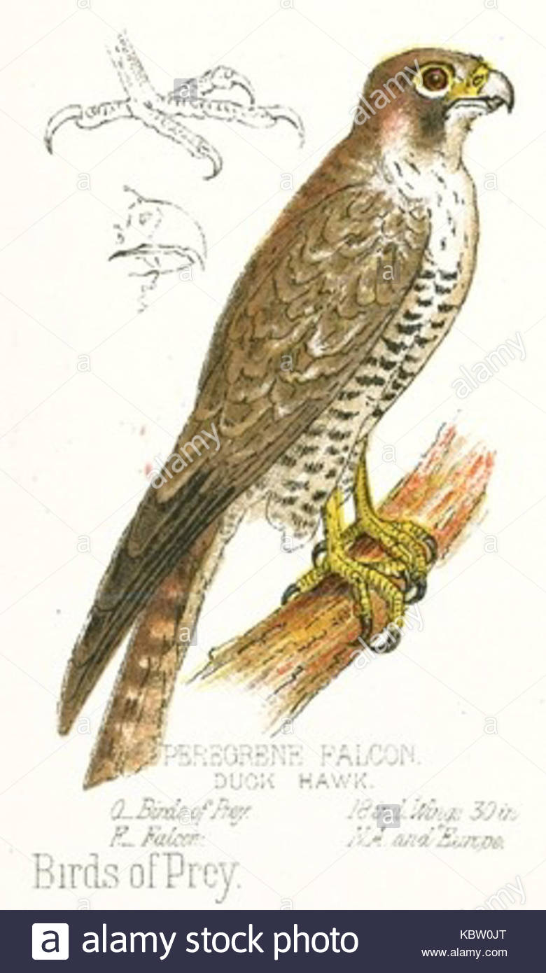 780x1390 Peregrine Falcon Drawing Stock Photo 162203856