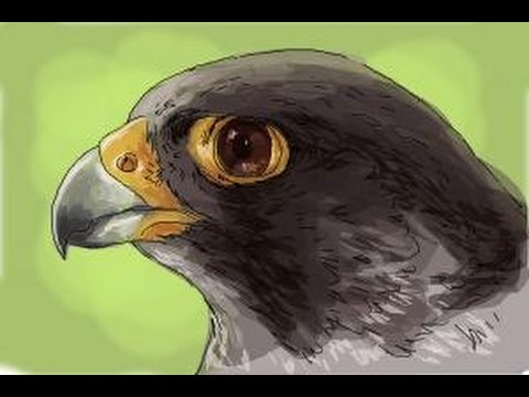 480x360 How To Draw A Falcon Head