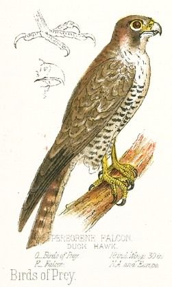 251x418 Peregrine Falcon Drawing This Full Color Vintage Bird Image Is