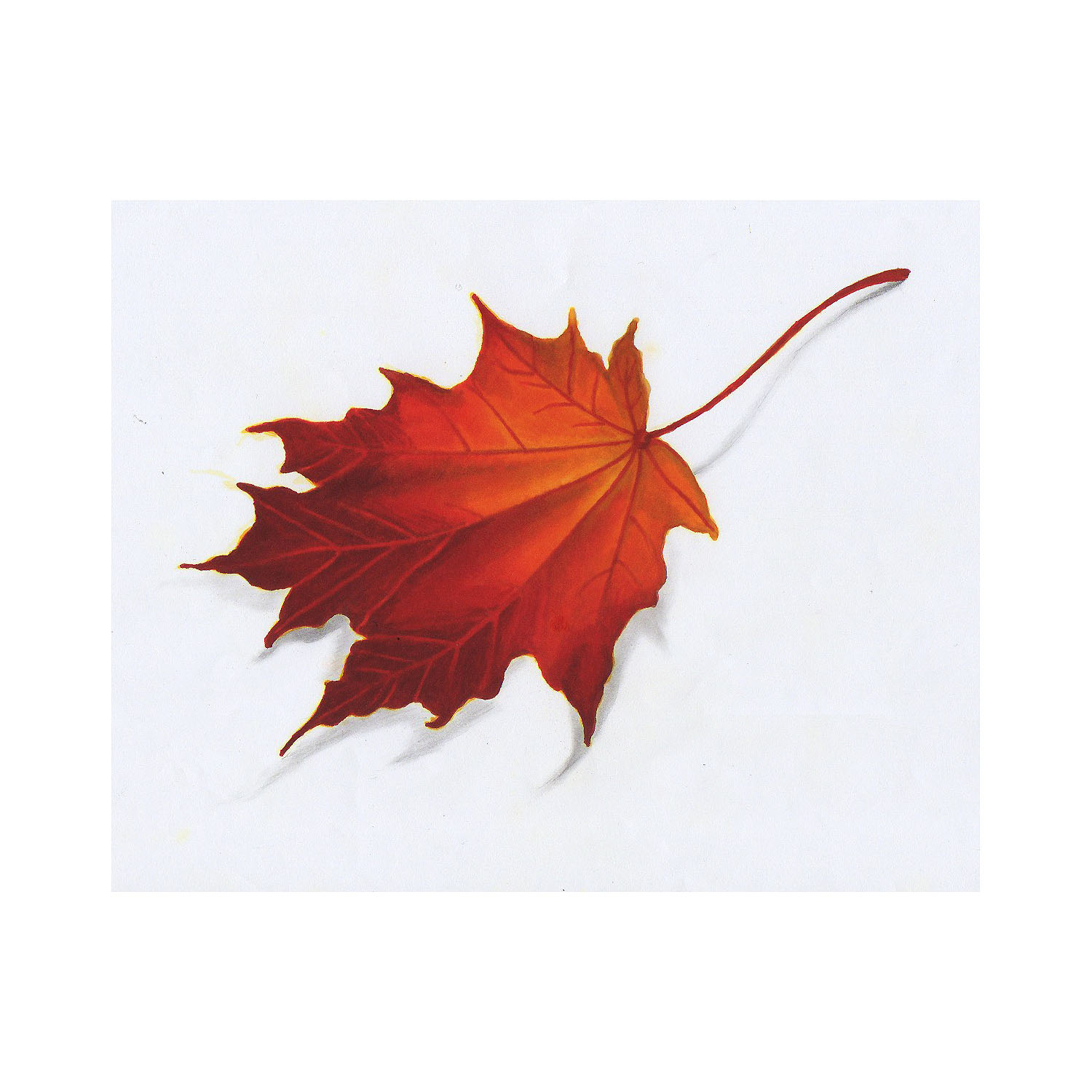 1500x1500 Autumn Fall Leaf Drawing Color