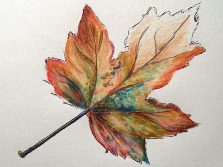 720x540 Fall Leaf Sketch
