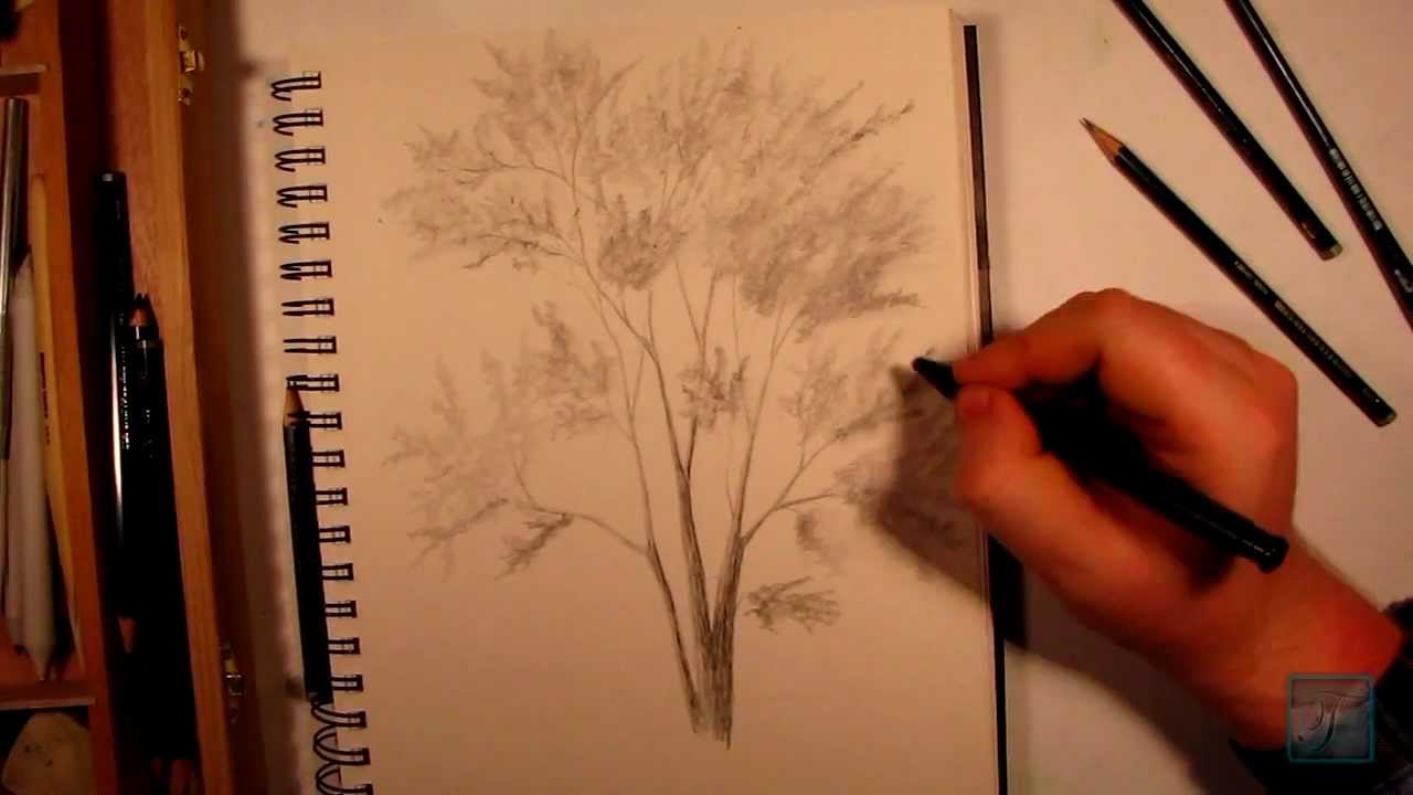 1280x720 How To Draw A Realistic Tree