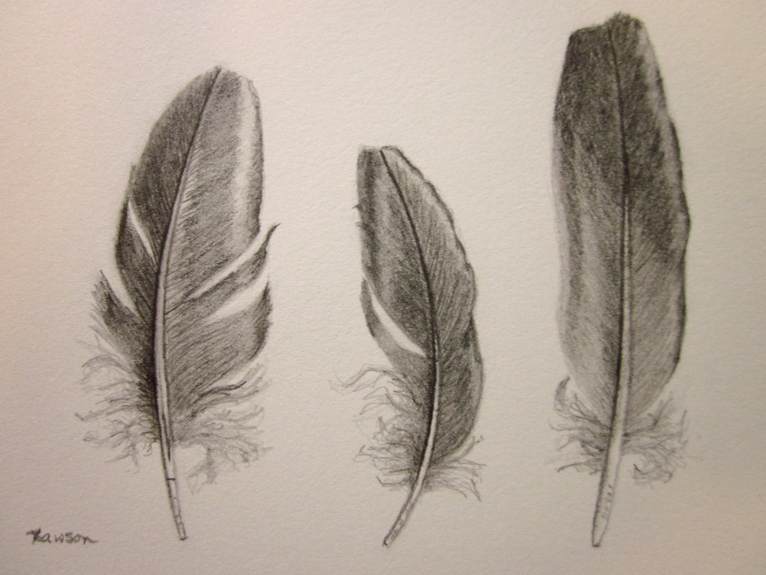 1500x1125 Original Pencil Drawing ~ Sea Bird Feather Feathers, Originals