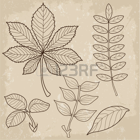 450x450 Leaves Of Grass. Colourless Picture. Leaves Falling. Leaves