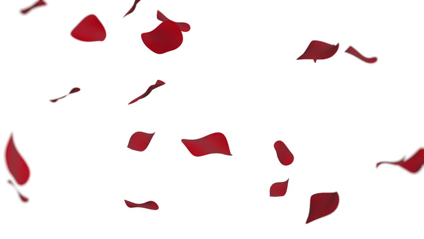 852x480 Falling Rose Petals