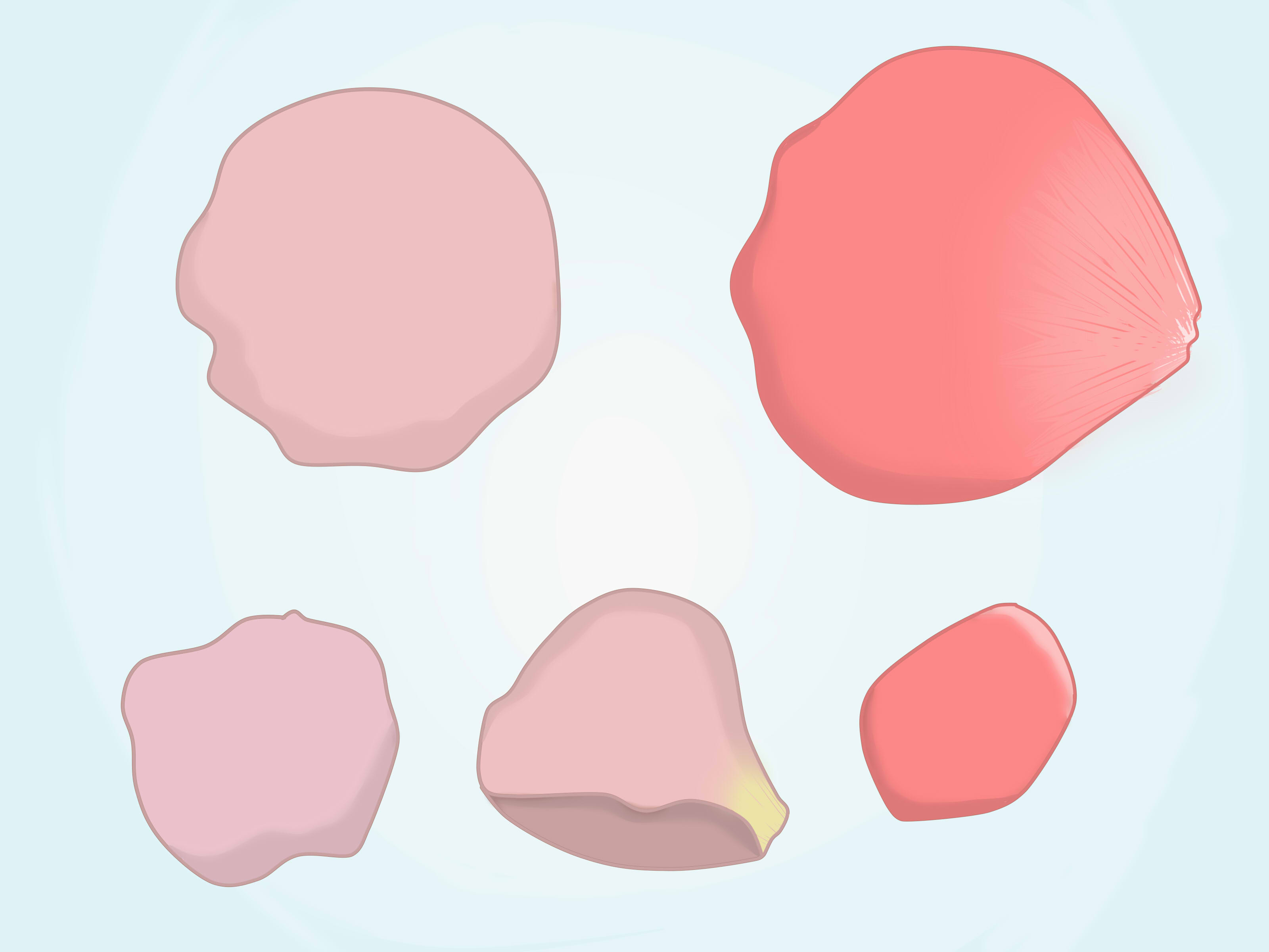 3200x2400 How To Draw A Rose Petal 6 Steps (With Pictures)