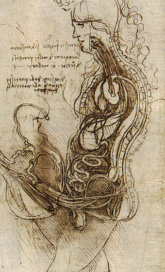 340x561 Leonardo Da Vinci Here's The Surprisingly Un Famous Drawing He
