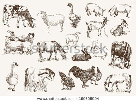 450x339 8 Best 4h Animals Images On Farm Animals, Drawing