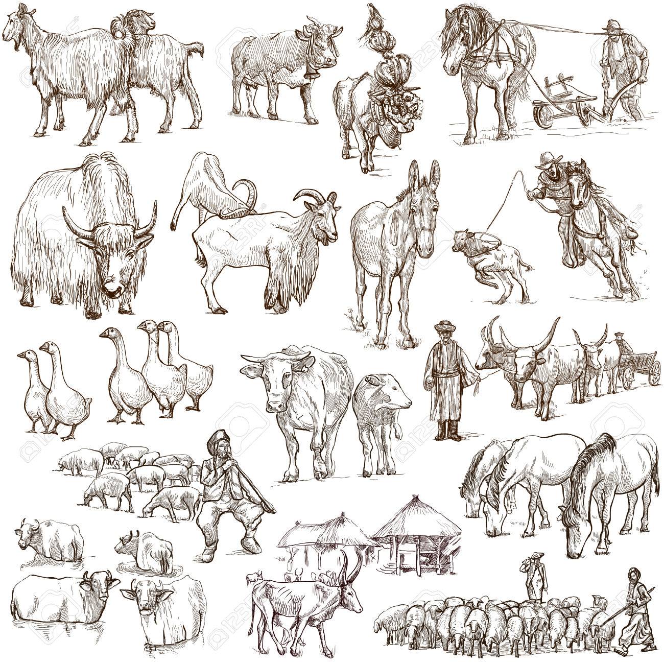 1300x1300 Animals Around The World (Set No.12