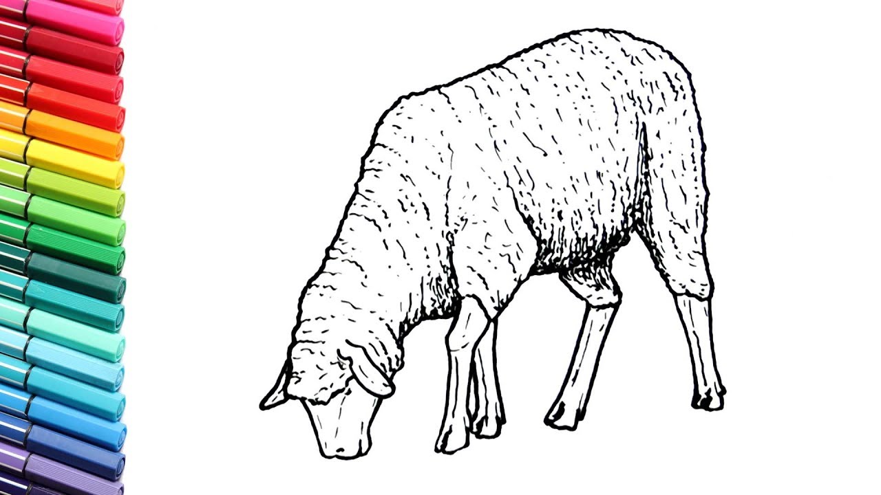 1280x720 Farm Animal Color Pages For Kids