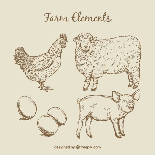 626x626 Sketches Farm Animals And Eggs Free Vector Design