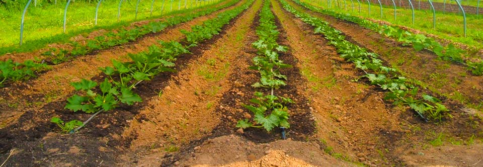 960x332 Philly Farm And Food Fest Is Coming Philadelphia Magazine