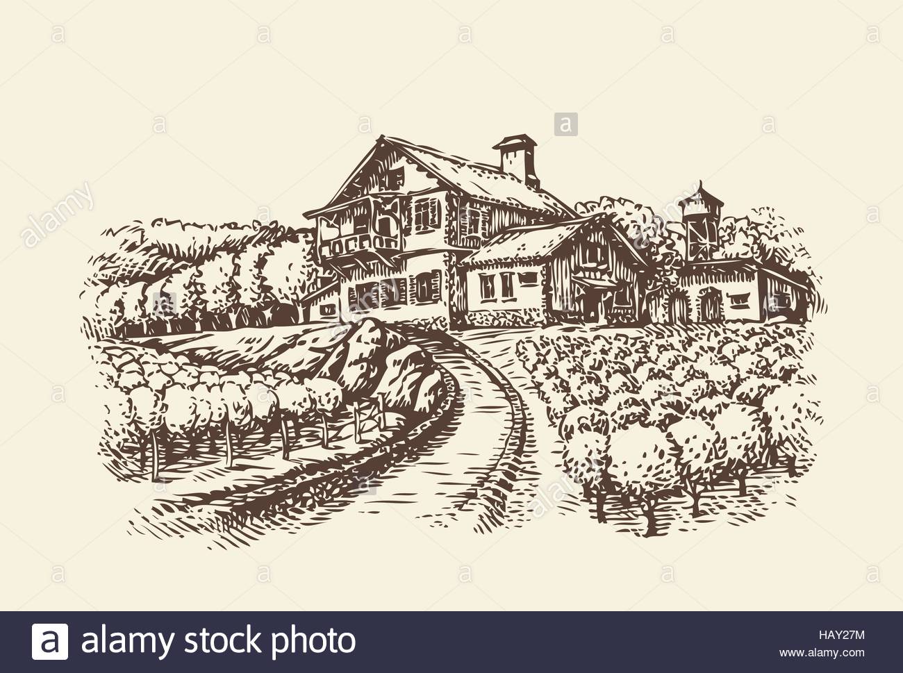 1300x969 Farm Landscape. Hand Drawn Vineyard Or Agriculture. Vintage Sketch