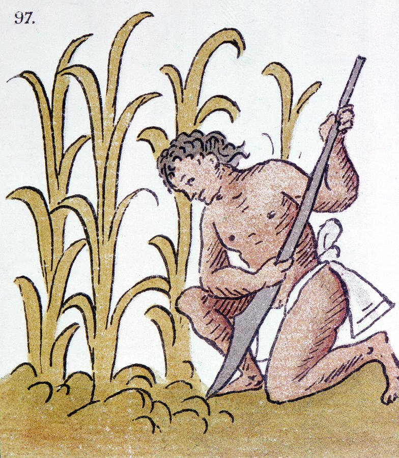 784x900 Aztec Farming Drawing By Granger
