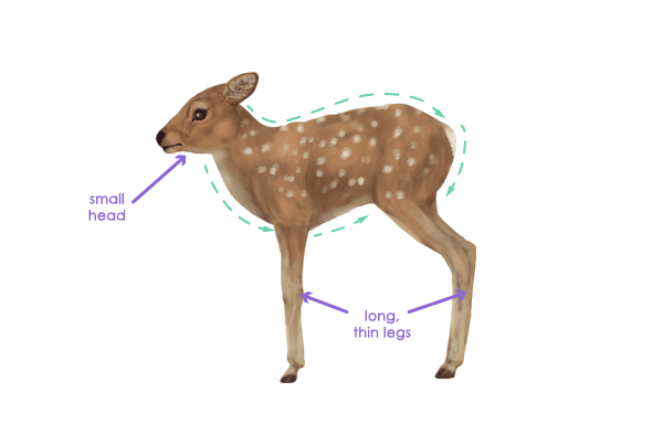 600x384 How To Draw Animals Deer