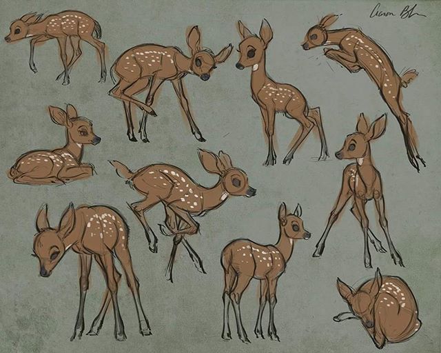 640x512 Sketching Young Deer Today.