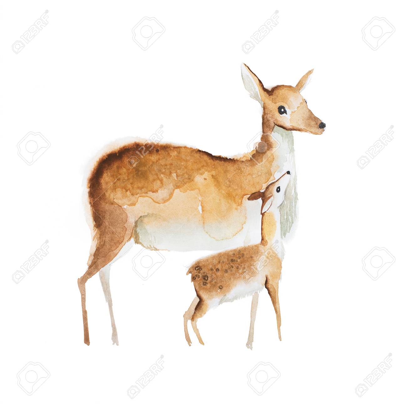 1300x1299 Watercolor Drawing Of Mother Deer And A Fawn Stock Photo, Picture