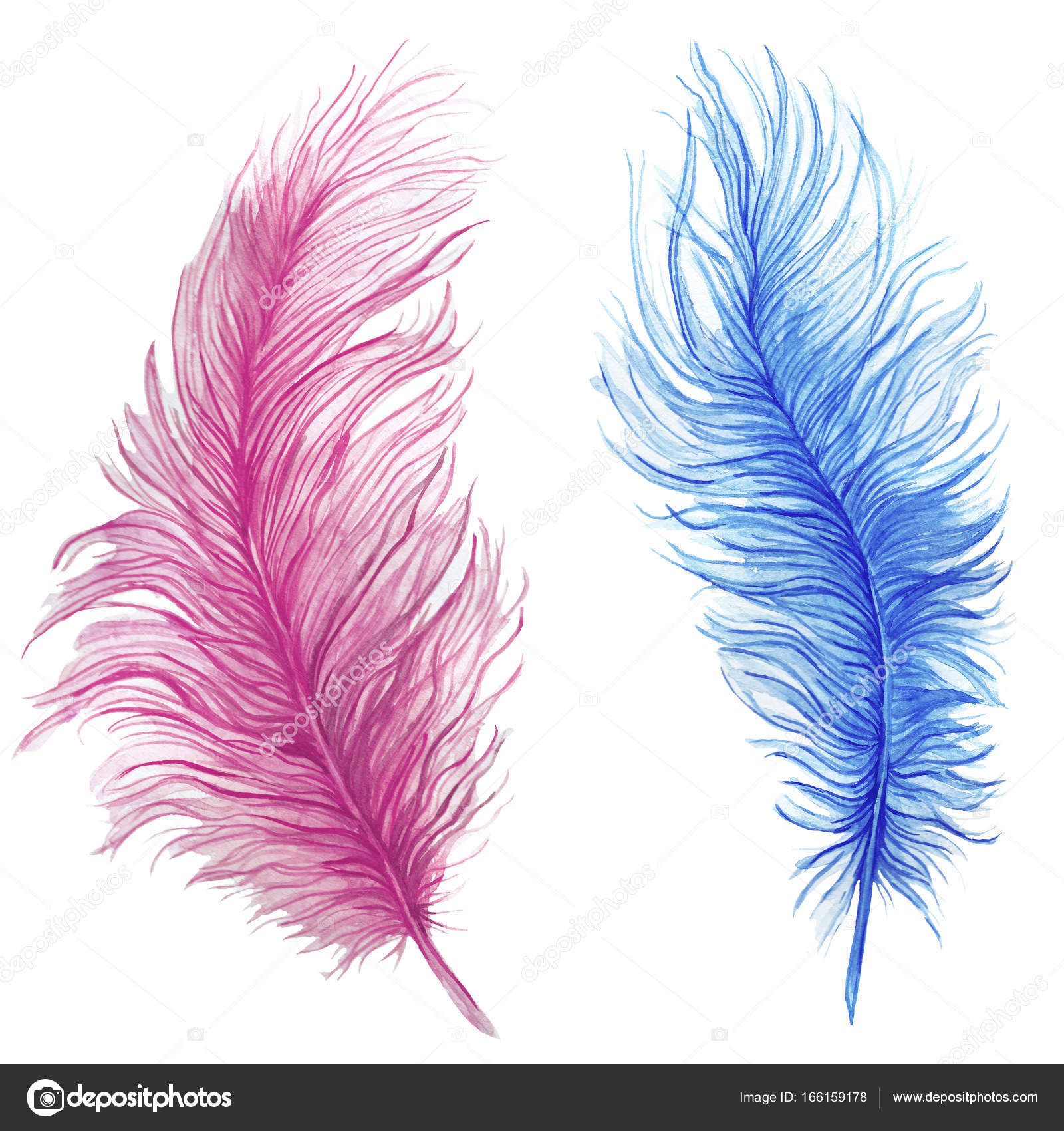 1600x1700 Watercolor Drawing, Feathers, Blue Feather, Pink Feather