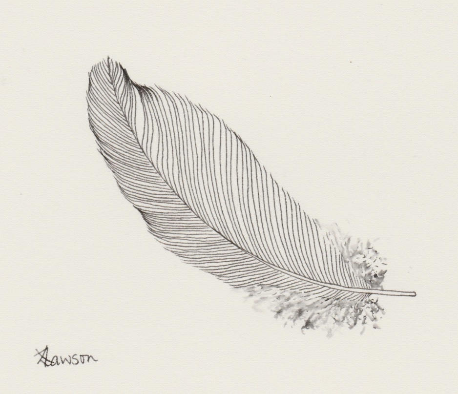 Feather Drawing Simple at GetDrawings | Free download