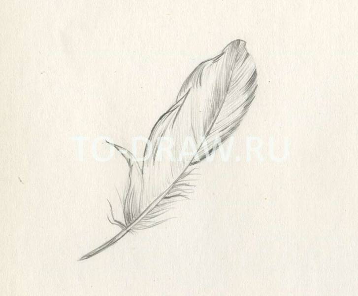 727x600 How To Draw A Bird Feather Pencil Step 2