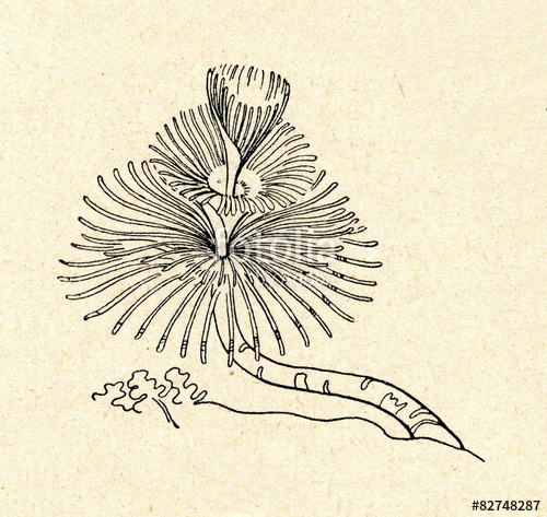 500x473 Feather Duster Worm (Sabellidae) Stock Photo And Royalty Free