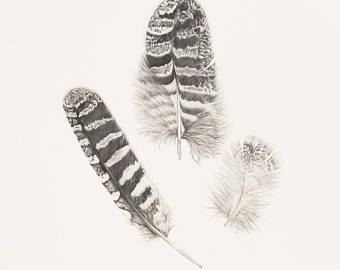 340x270 Celestial Ocean