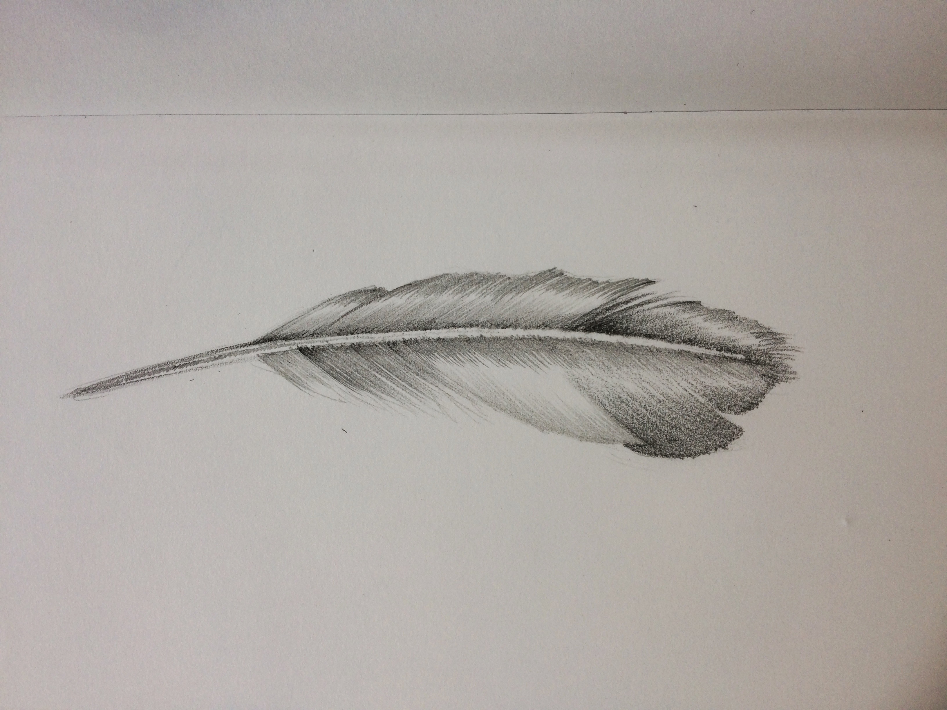 Feather Pencil Drawing at GetDrawings | Free download