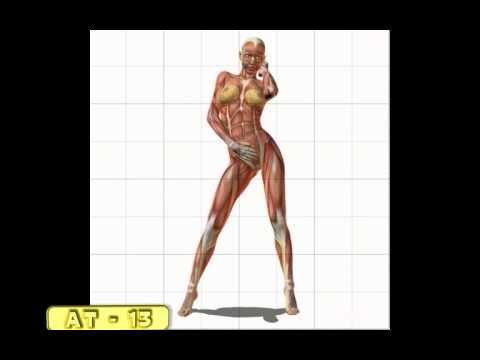 480x360 Female Muscle Anatomy.avi