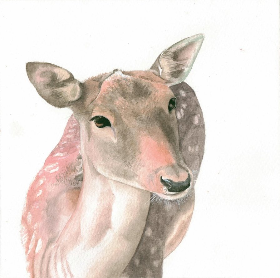 897x891 Doe, A Deer, A Female Deer By L I N D S