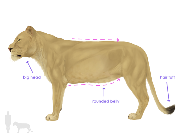 600x452 How To Draw Animals Big Cats, Their Anatomy And Patterns