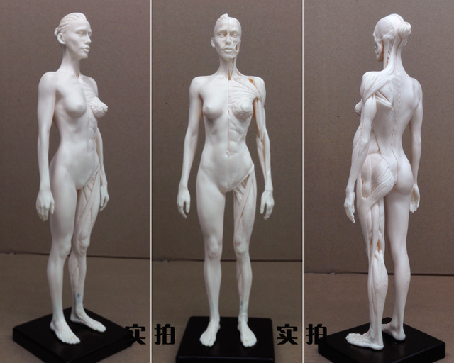 640x512 30cm Human Skeleton Anatomical Acupuncture Model Denture Teeth