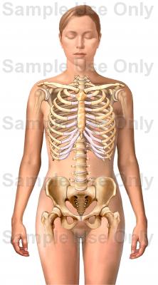 222x400 Anterior Female, Skeleton