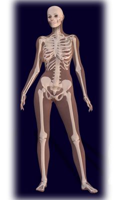 236x400 Female Human Skeleton Human Skeleton Human