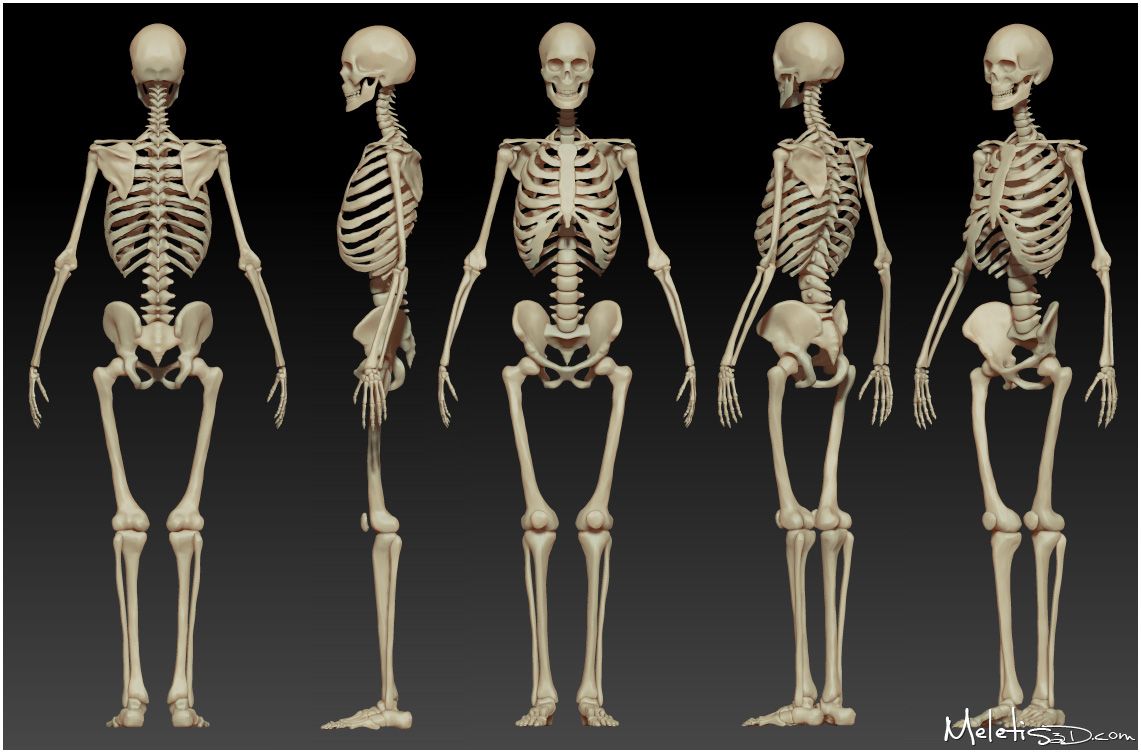 1141x753 Working From Observation Of The Skeleton Image, Superimpose