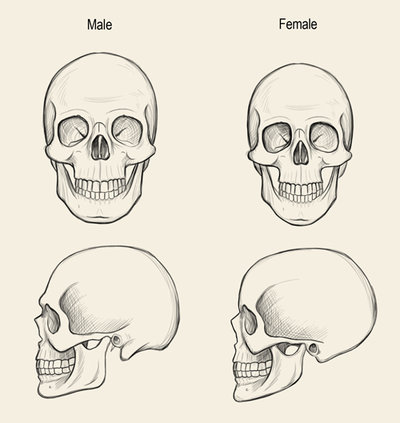 400x423 Male And Female Skulls By Jeffsearle