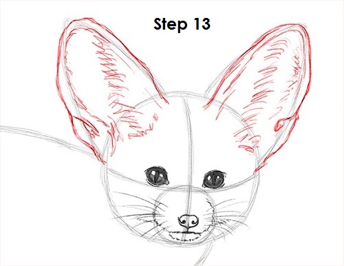 500x386 How To Draw A Fennec Fox