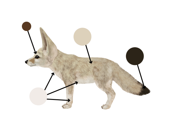 600x422 How To Draw Animals Foxes