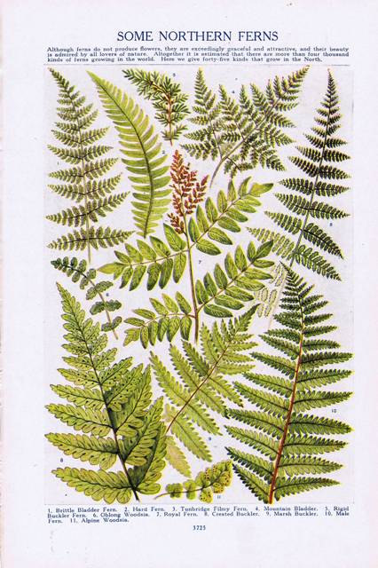 426x640 Antique Vintage Northern Ferns Color Natural History Print 1920s