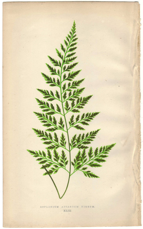 570x911 1872 Antique Fern Illustration Fern, Illustrators And Tattoo
